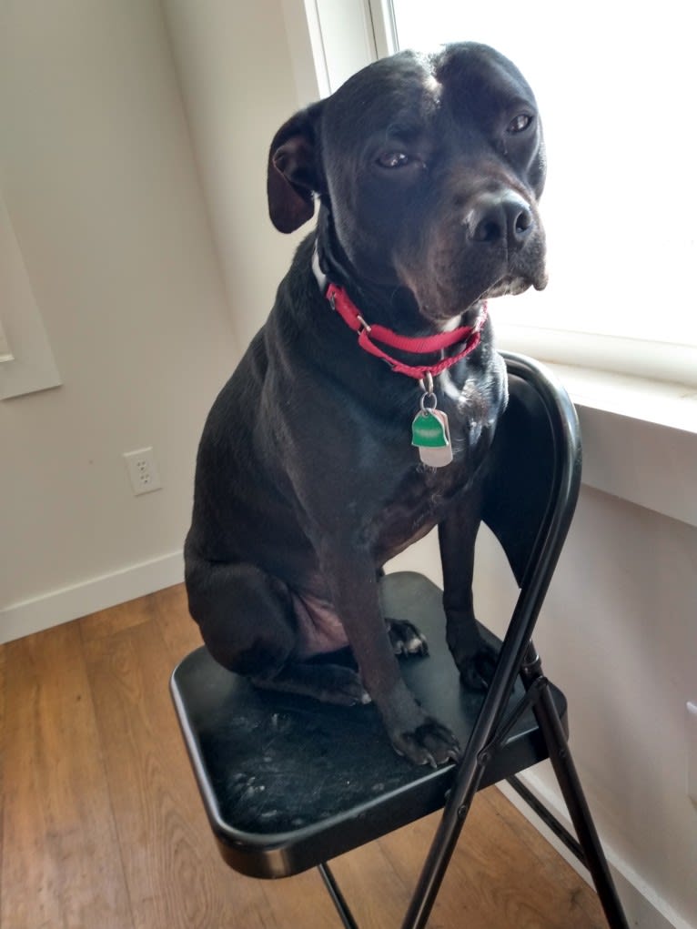 Marshall, an American Pit Bull Terrier and Labrador Retriever mix tested with EmbarkVet.com