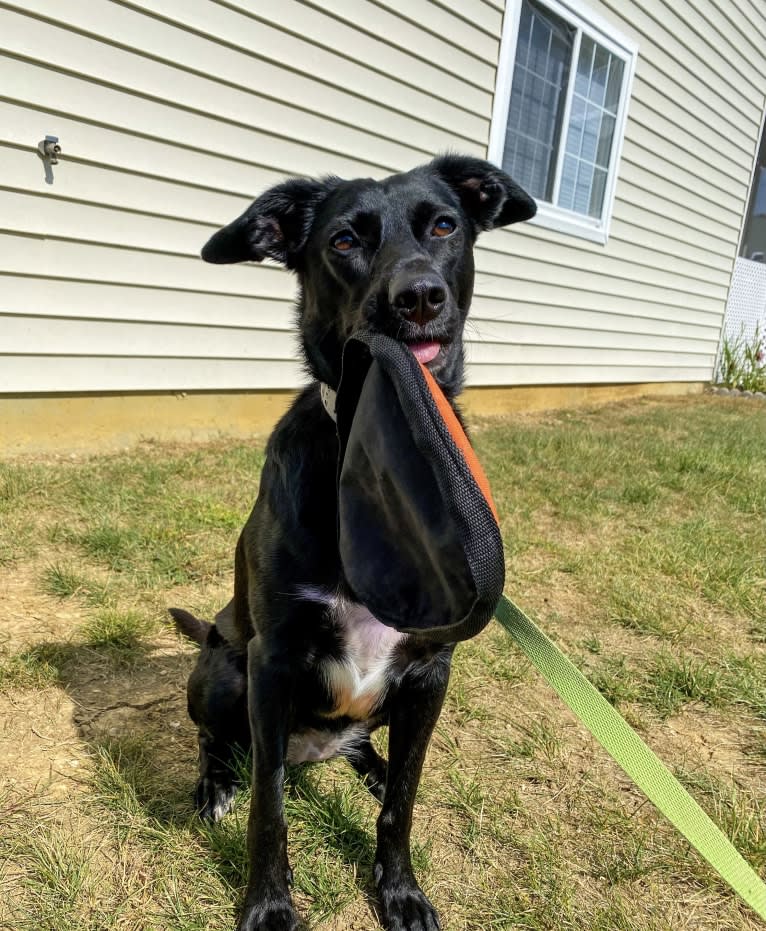 Nala, a Border Collie and American Pit Bull Terrier mix tested with EmbarkVet.com