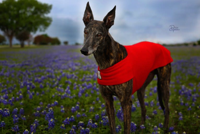 Dolce Gambino, a Greyhound tested with EmbarkVet.com