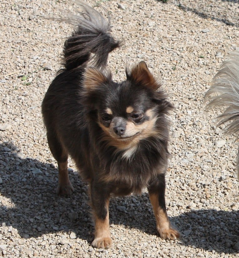 Claire, a Chihuahua tested with EmbarkVet.com