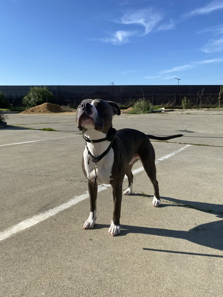 MaSiWei, an American Bully tested with EmbarkVet.com