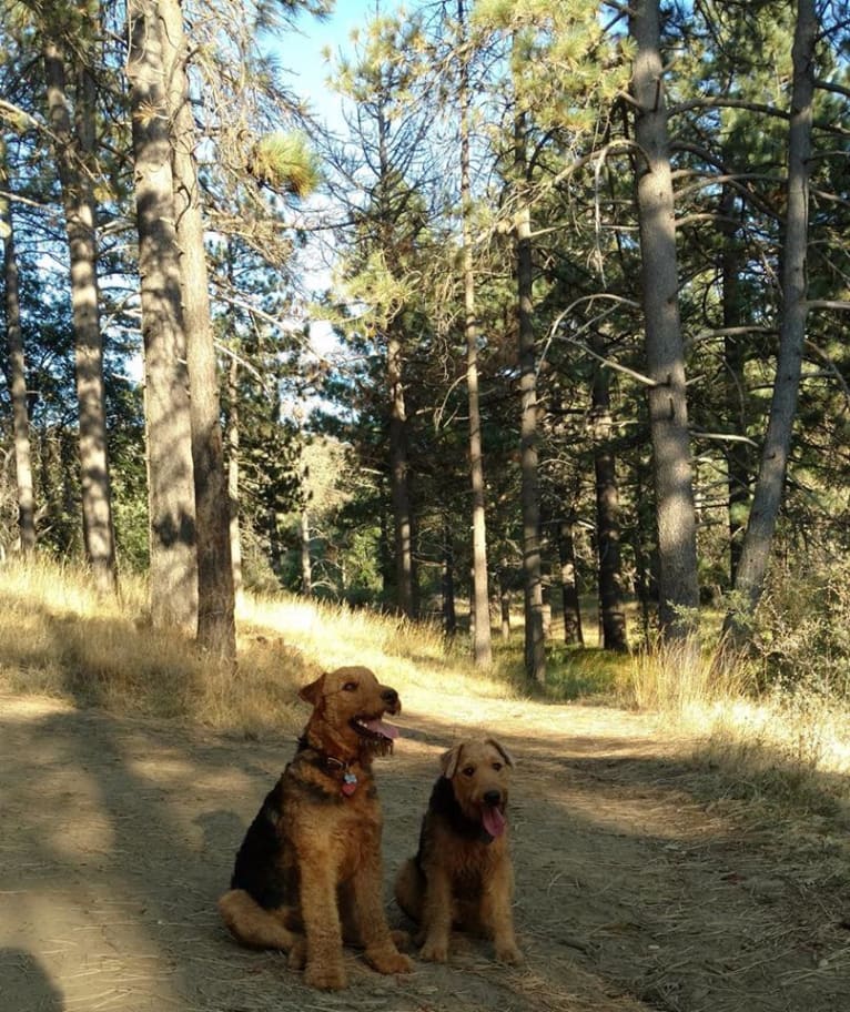 Kratos, an Airedale Terrier tested with EmbarkVet.com