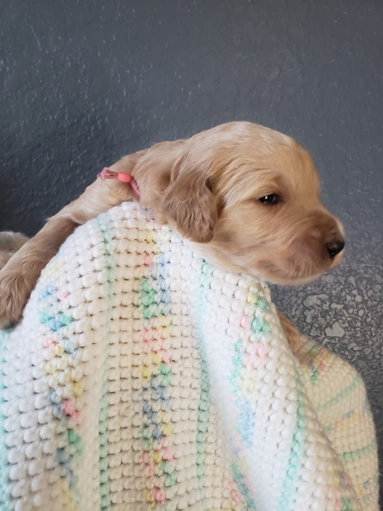 Snow (Mabel), a Goldendoodle tested with EmbarkVet.com