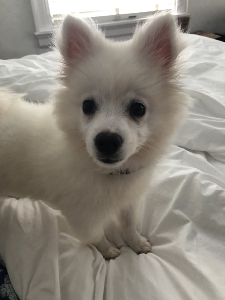 Schlott, an American Eskimo Dog tested with EmbarkVet.com