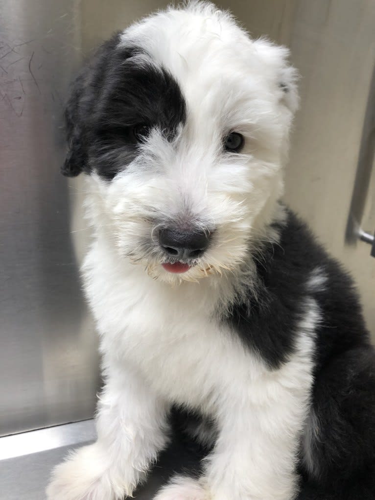 LUCY, an Old English Sheepdog tested with EmbarkVet.com