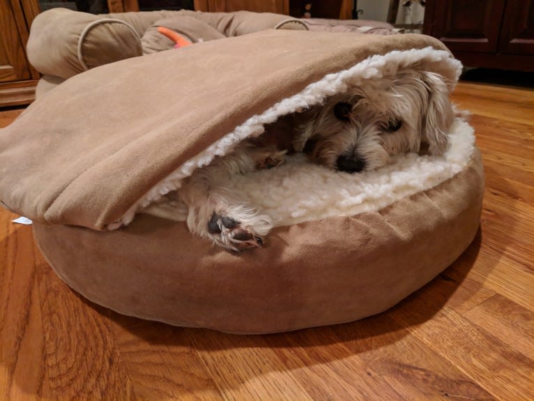 Sammy, a Poodle (Small) and Miniature Schnauzer mix tested with EmbarkVet.com