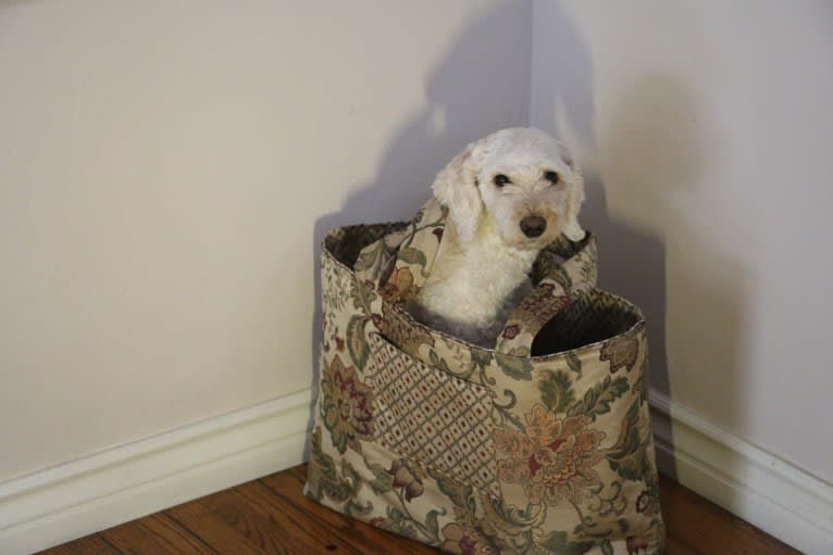 Ginger, a Goldendoodle tested with EmbarkVet.com