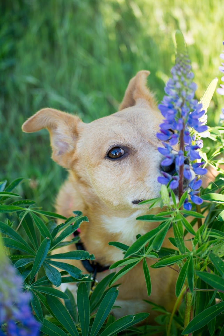 Zoe, an Australian Cattle Dog and Rat Terrier mix tested with EmbarkVet.com