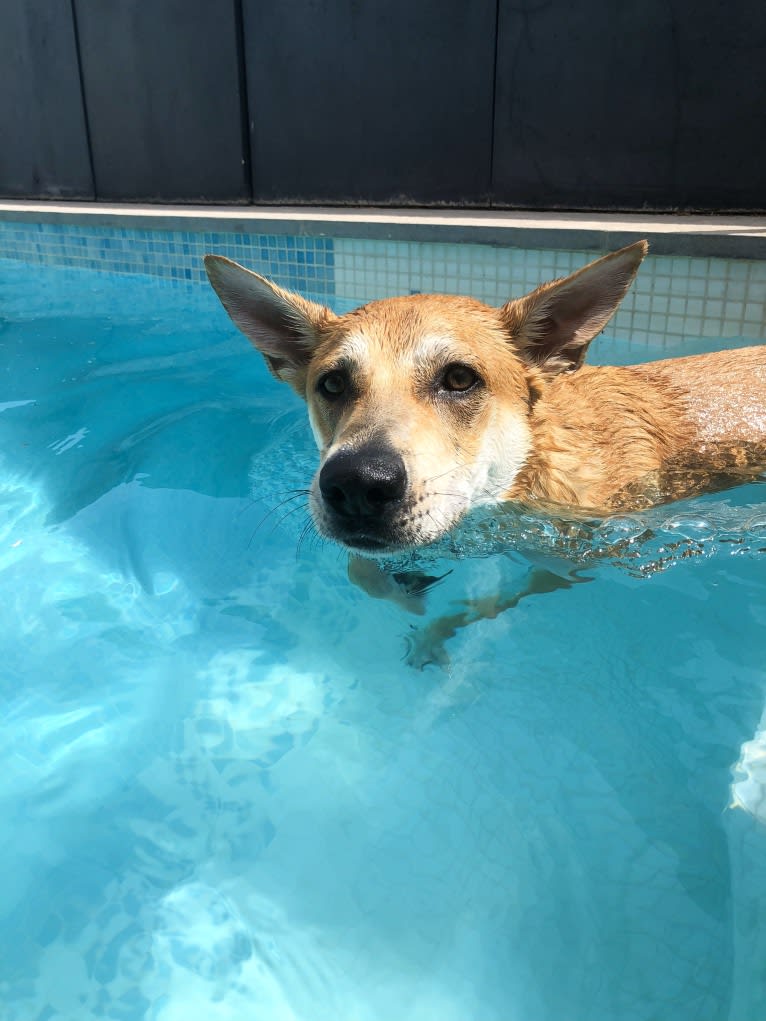 Ralph, a German Shepherd Dog and European Village Dog mix tested with EmbarkVet.com