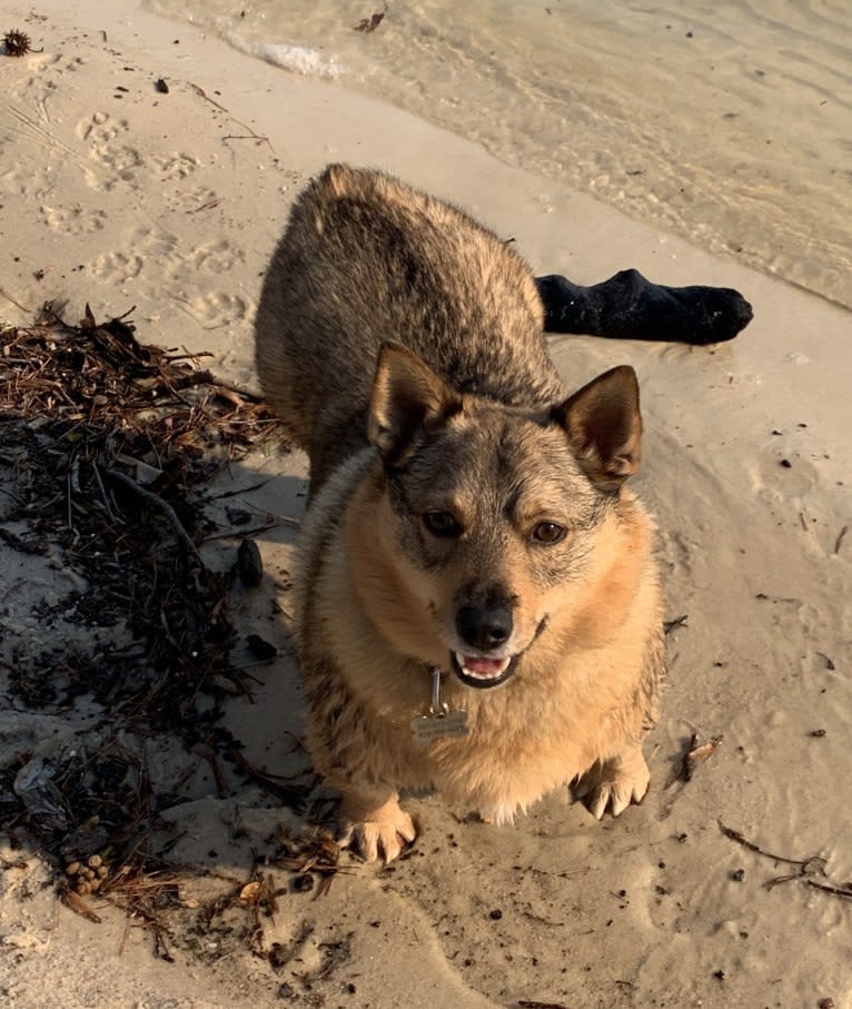 Forrest, a Swedish Vallhund tested with EmbarkVet.com