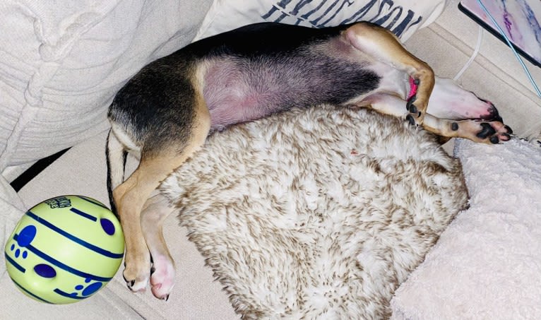 Star, a Beagle and Chihuahua mix tested with EmbarkVet.com
