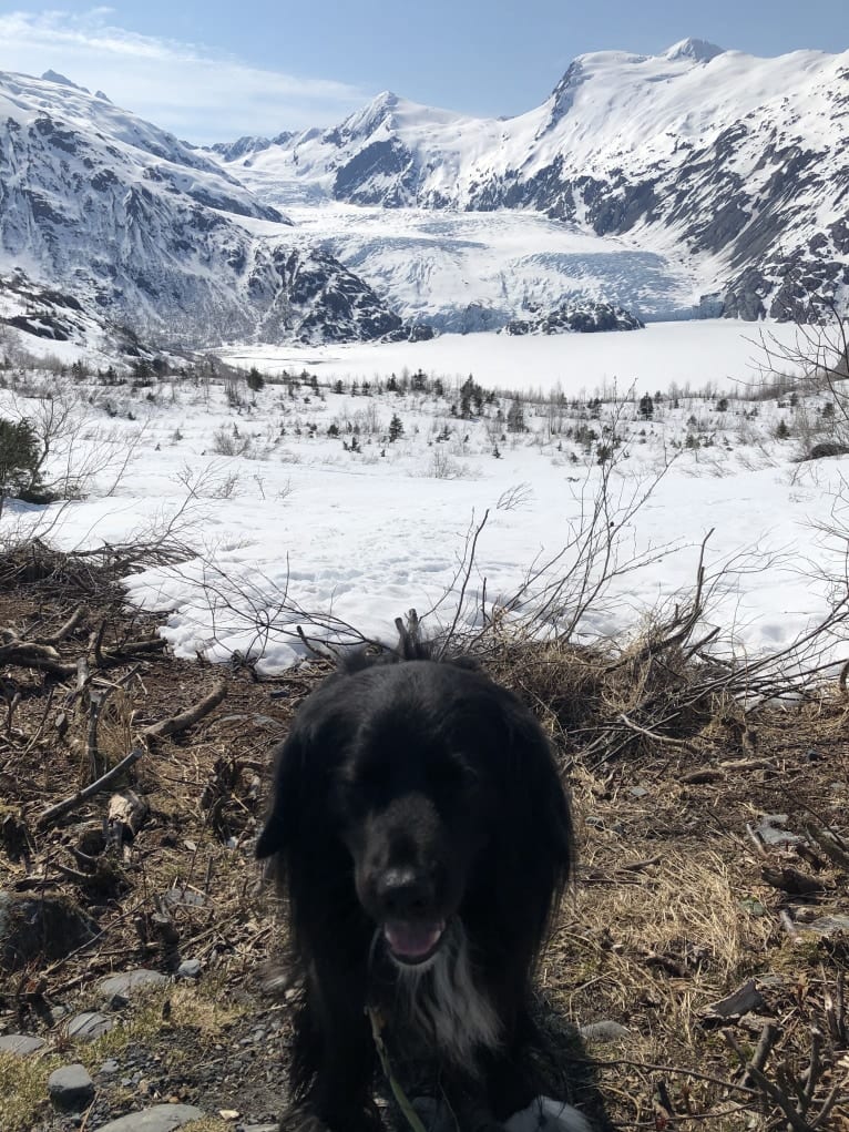 Beauregard, a Cocker Spaniel and Mountain Cur mix tested with EmbarkVet.com