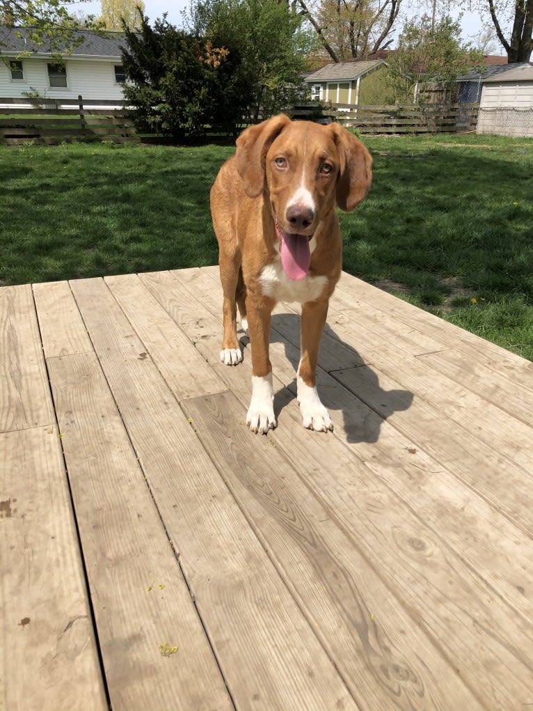 Viola, an American Pit Bull Terrier and Catahoula Leopard Dog mix tested with EmbarkVet.com