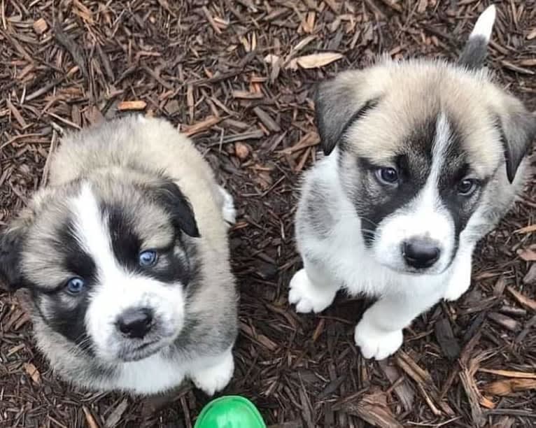 Bonham, a German Shepherd Dog and Great Pyrenees mix tested with EmbarkVet.com