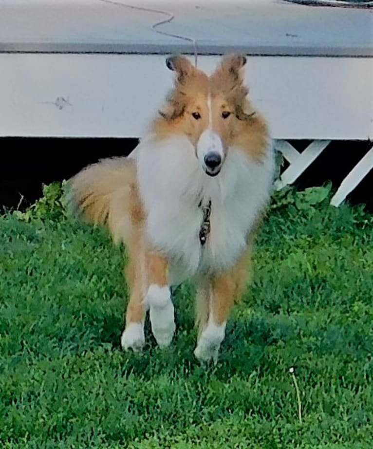 Pawsitively Paite, a Collie tested with EmbarkVet.com