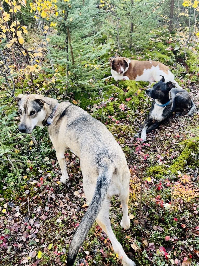 Mittsie Winkelman, a Siberian Husky and German Shepherd Dog mix tested with EmbarkVet.com