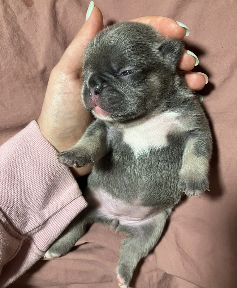 Moonbeam, a French Bulldog and Bulldog mix tested with EmbarkVet.com