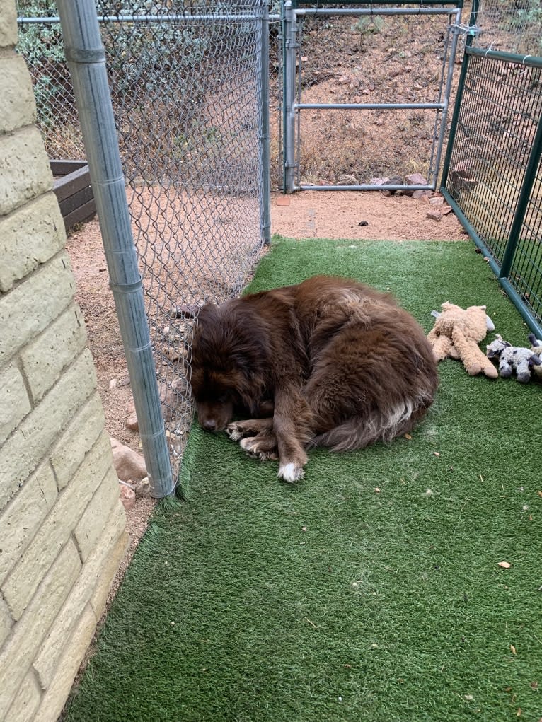 Rosey, a Newfoundland and Siberian Husky mix tested with EmbarkVet.com