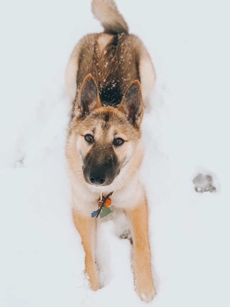 Raven, a West Siberian Laika tested with EmbarkVet.com