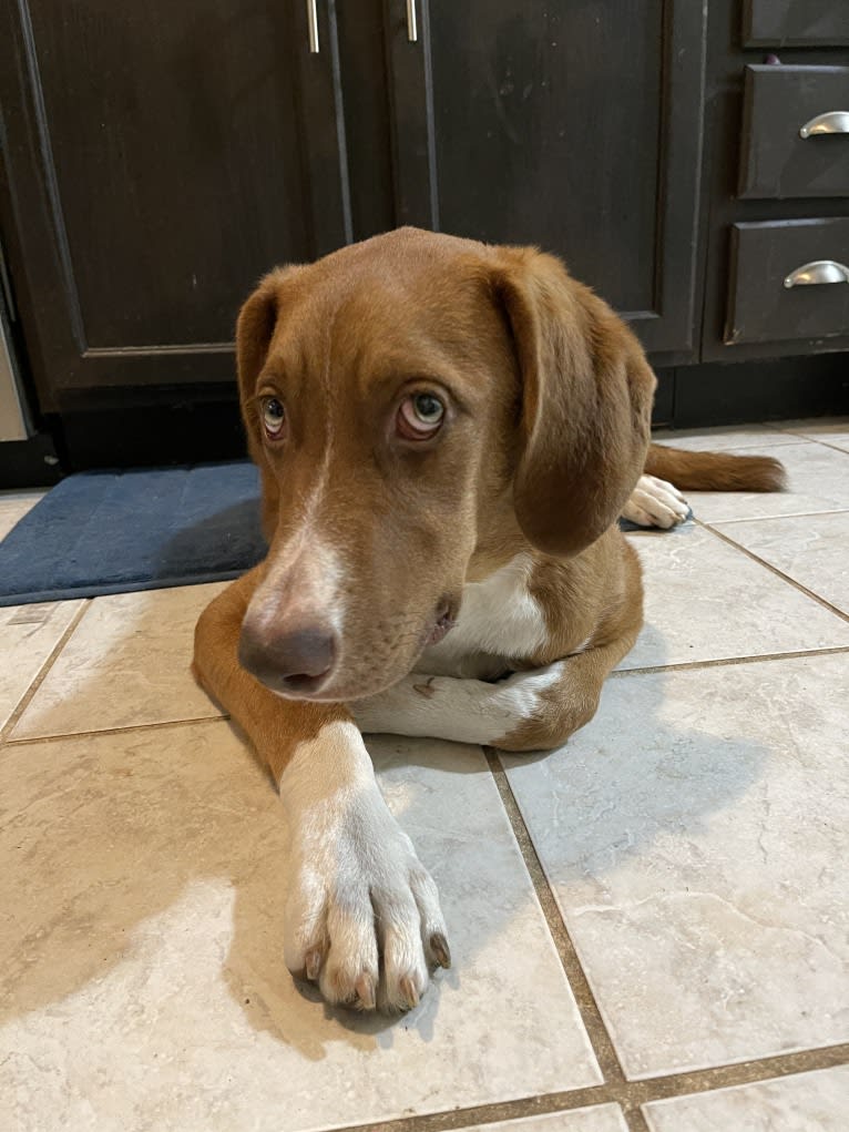 Viola, an American Pit Bull Terrier and Catahoula Leopard Dog mix tested with EmbarkVet.com