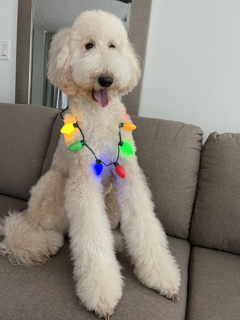 Chelsea, a Goldendoodle tested with EmbarkVet.com