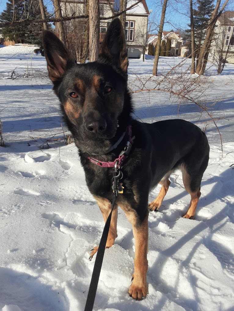 Petra, a German Shepherd Dog and Australian Cattle Dog mix tested with EmbarkVet.com