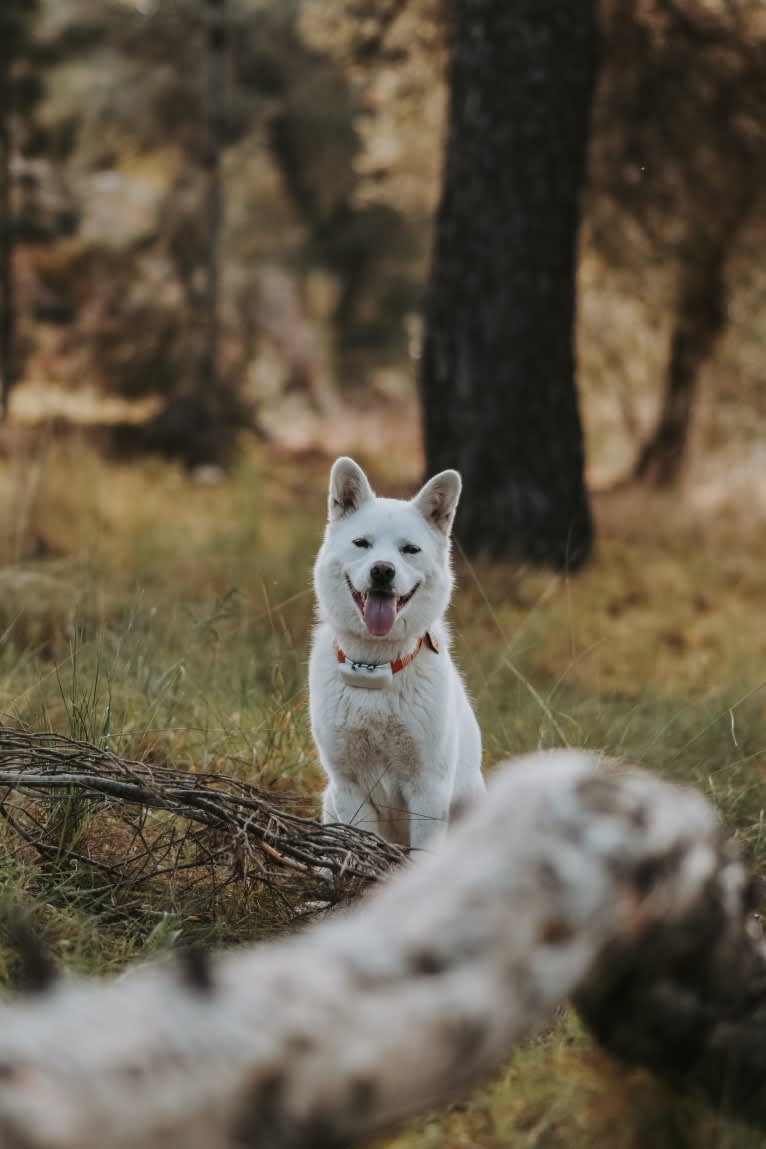 Nuru, a Japanese or Korean Village Dog and Jindo mix tested with EmbarkVet.com