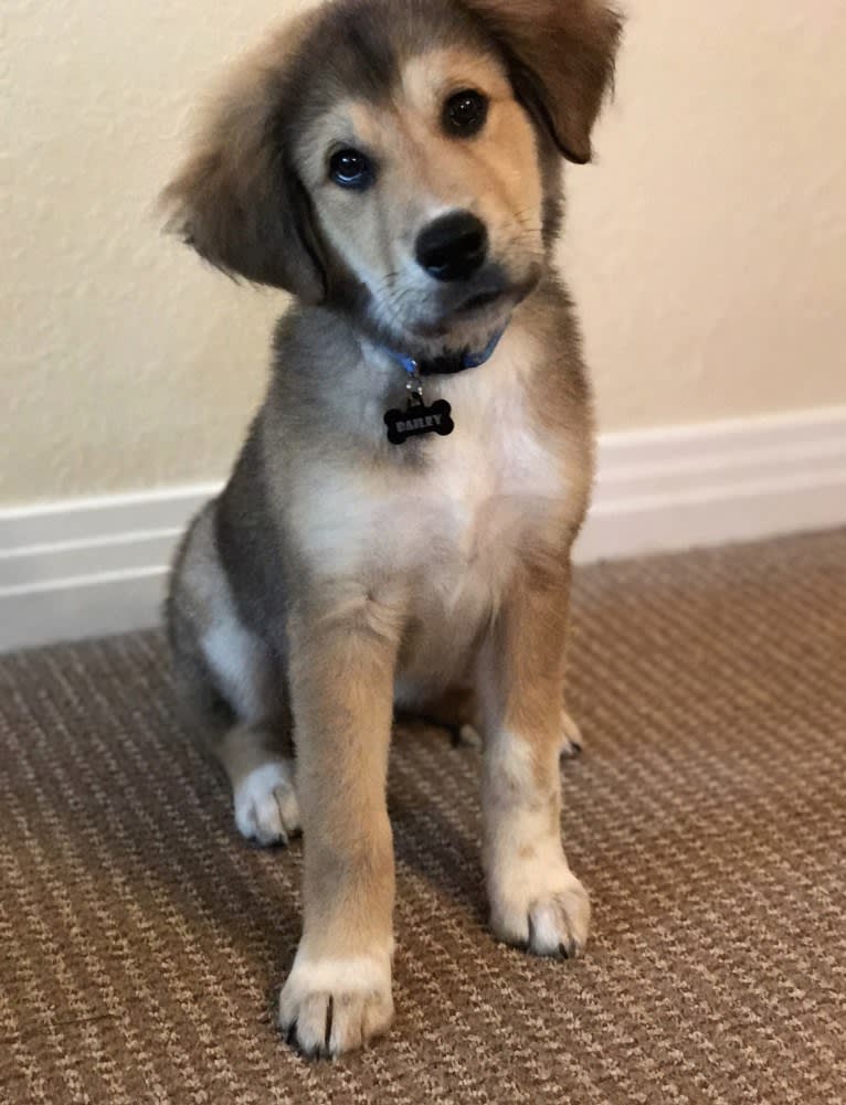 Bailey, a Great Pyrenees and American Foxhound mix tested with EmbarkVet.com