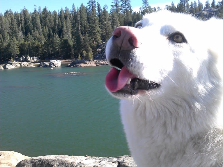 Meeshka, a Siberian Husky tested with EmbarkVet.com