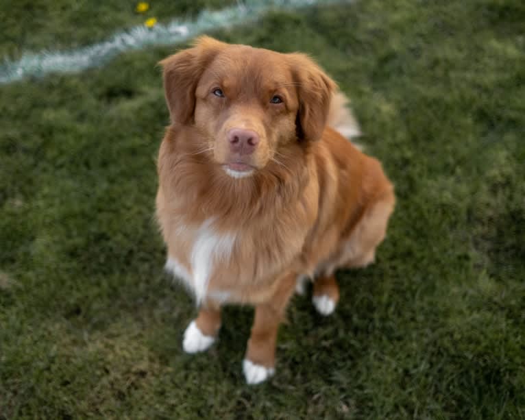 Gregory, a Nova Scotia Duck Tolling Retriever tested with EmbarkVet.com