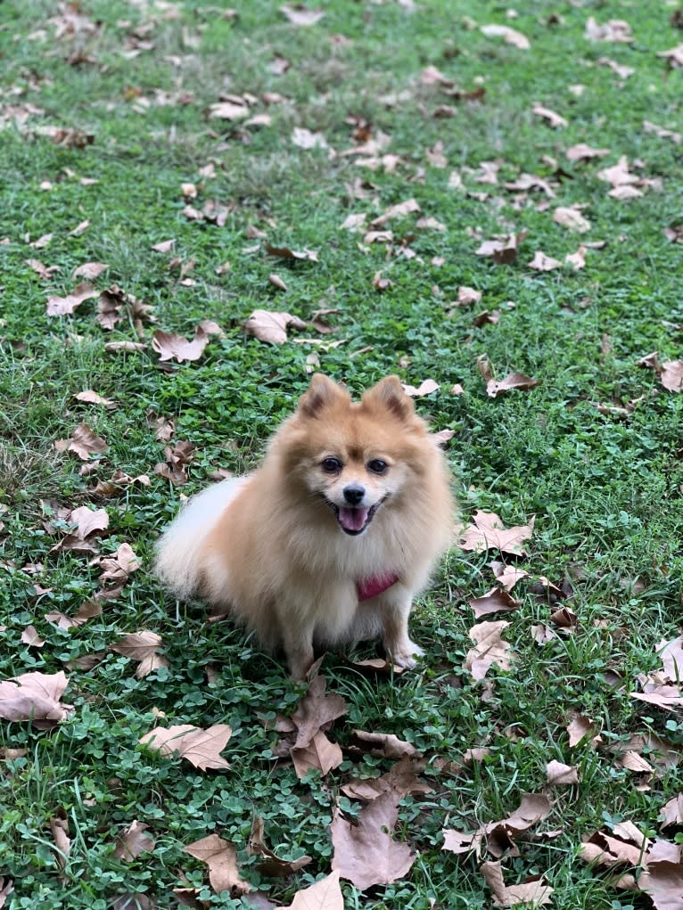 Sookie, a Pomeranian tested with EmbarkVet.com