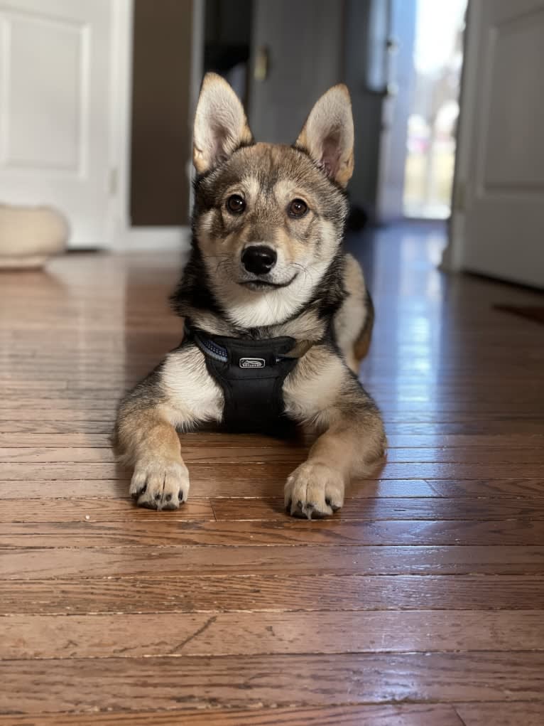 Stella, an Alaskan Klee Kai and Shiba Inu mix tested with EmbarkVet.com