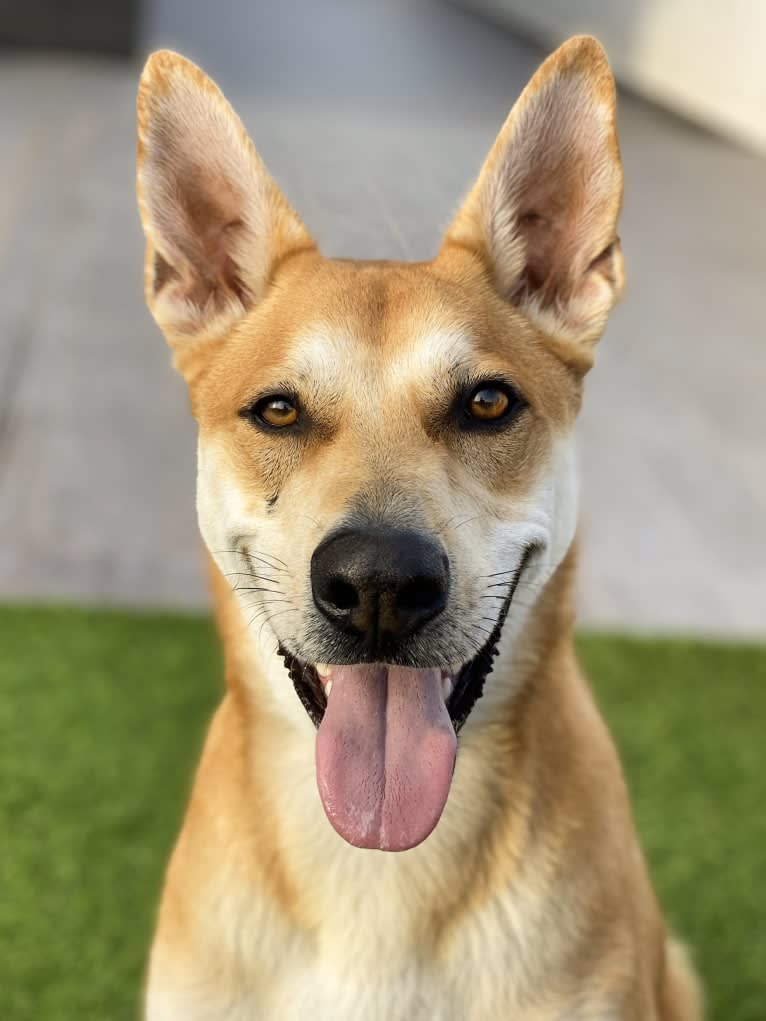 Ralph, a German Shepherd Dog and European Village Dog mix tested with EmbarkVet.com