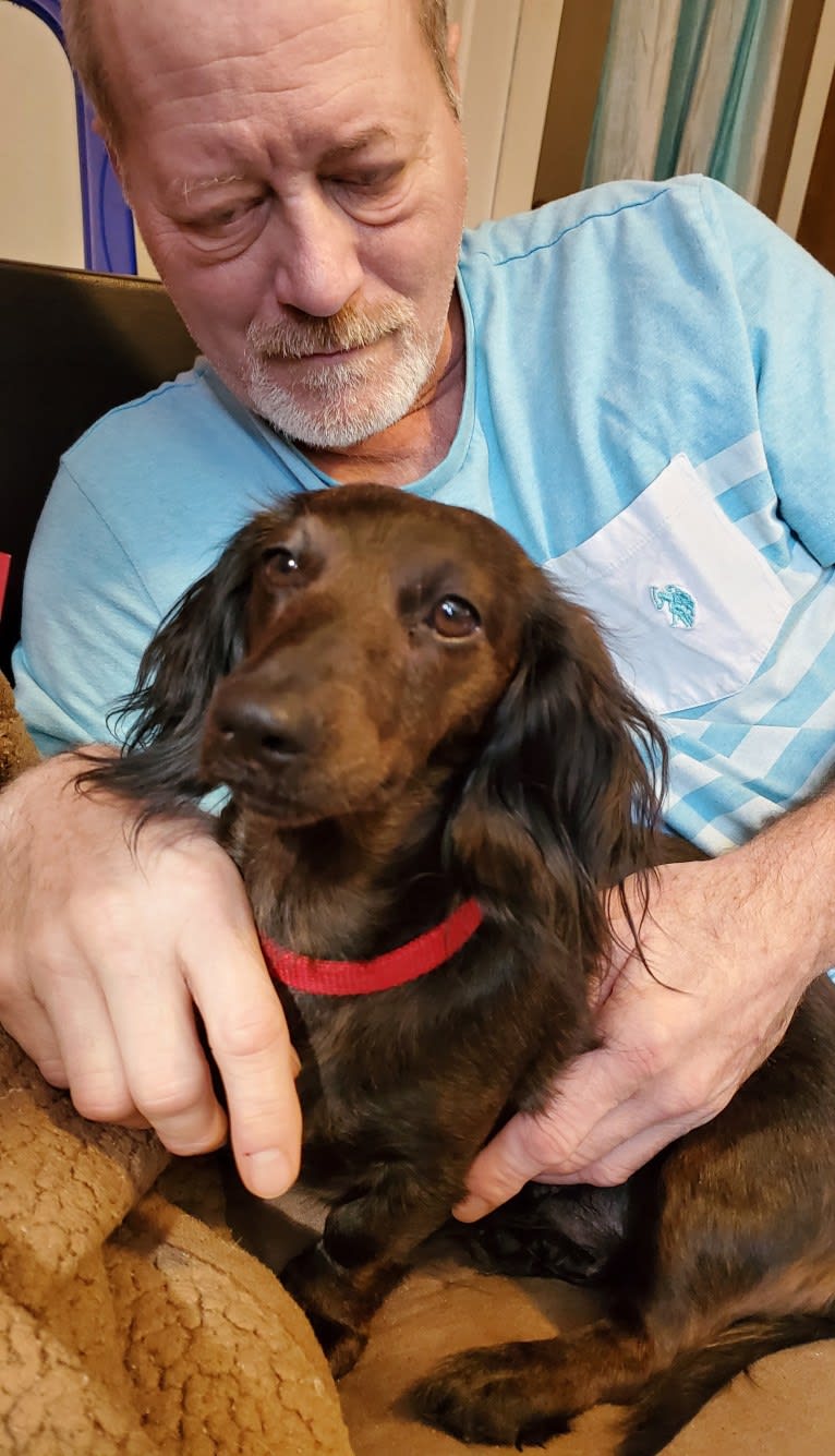 Maggie, a Dachshund tested with EmbarkVet.com