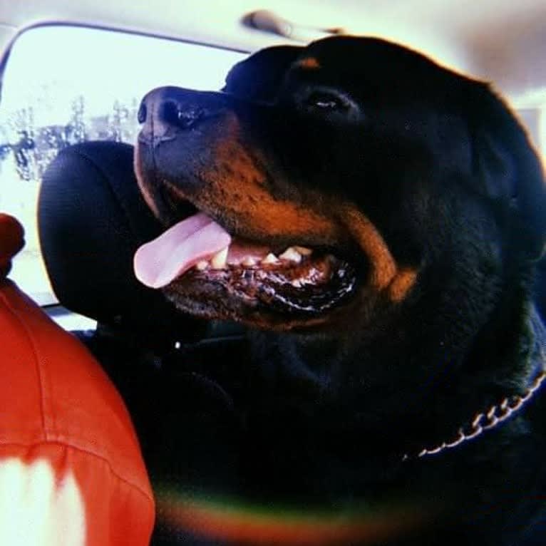 Marlo, a Rottweiler tested with EmbarkVet.com