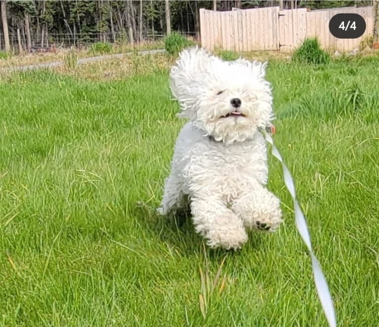 Izzybelle, a Poodle (Small) and Bichon Frise mix tested with EmbarkVet.com