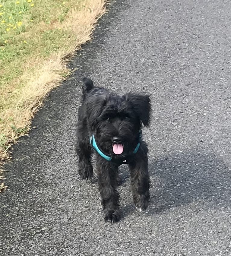 Maxwell (Supaypawawa), a Miniature Schnauzer and Silky Terrier mix tested with EmbarkVet.com