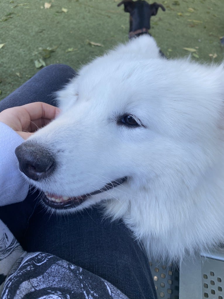 Kuma, a Samoyed tested with EmbarkVet.com