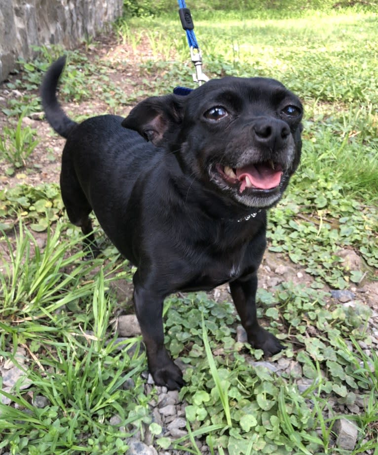 Davina, a Chihuahua and Rat Terrier mix tested with EmbarkVet.com