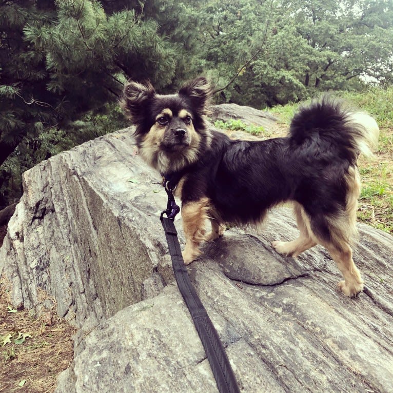 Luna Bear, a Japanese or Korean Village Dog tested with EmbarkVet.com