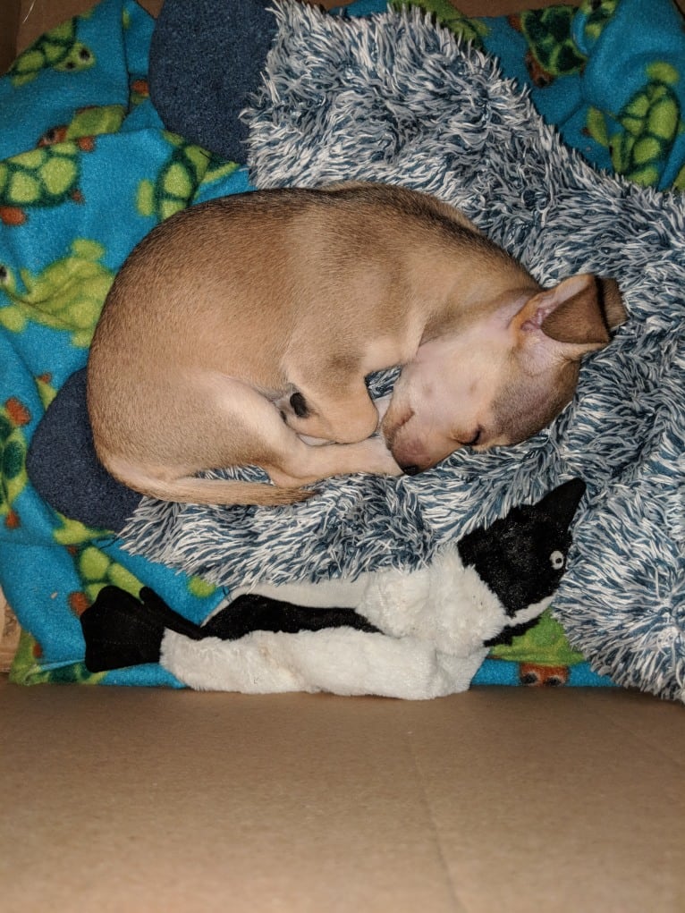 Dexter, a Chihuahua tested with EmbarkVet.com