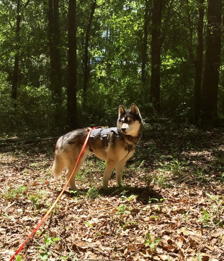 Flower, a Siberian Husky tested with EmbarkVet.com