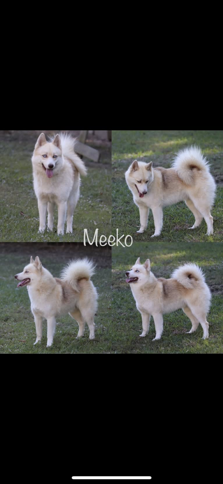 MEEKO-F3, a Pomsky tested with EmbarkVet.com