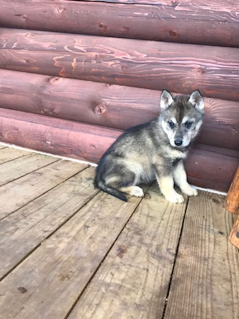 Leila, a Siberian Husky tested with EmbarkVet.com