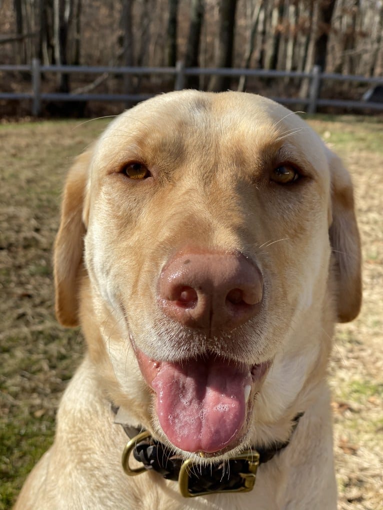 Gus, a Labrador Retriever tested with EmbarkVet.com