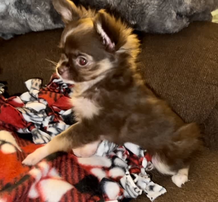 Kiwi, a Chihuahua tested with EmbarkVet.com
