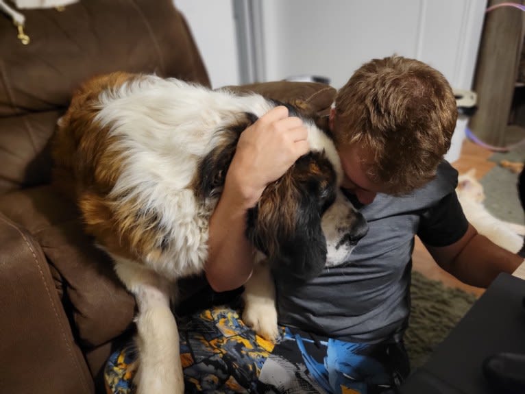 Thor, a Saint Bernard tested with EmbarkVet.com