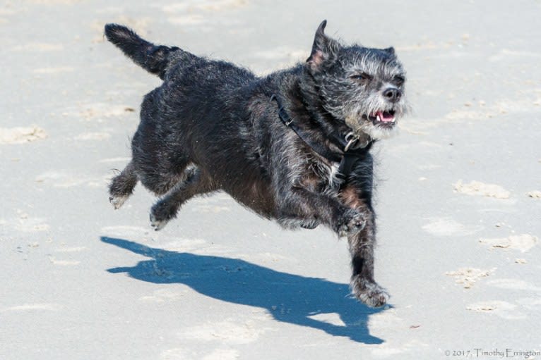 Scruffy, a Poodle (Small) and Chihuahua mix tested with EmbarkVet.com