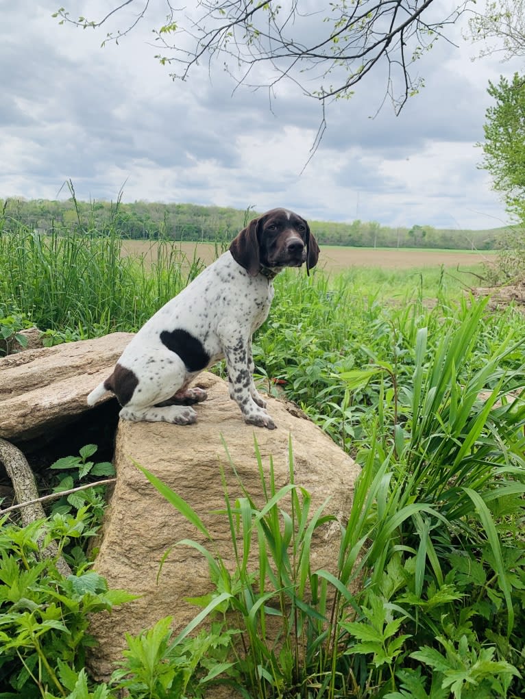 Jack, a German Shorthaired Pointer tested with EmbarkVet.com