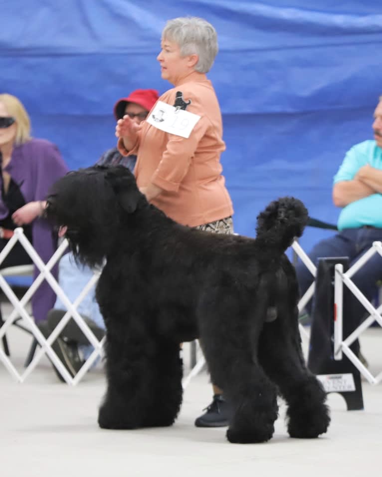 Bram- Orion's Black Star Tara's Sarja, a Black Russian Terrier tested with EmbarkVet.com